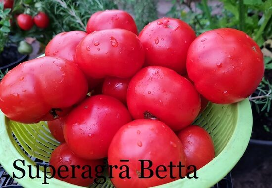 Super agrā Betta (tomātu sēklas)